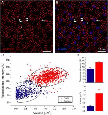 Rod and Cone Connections With Bipolar Cells in the Rabbit Retina